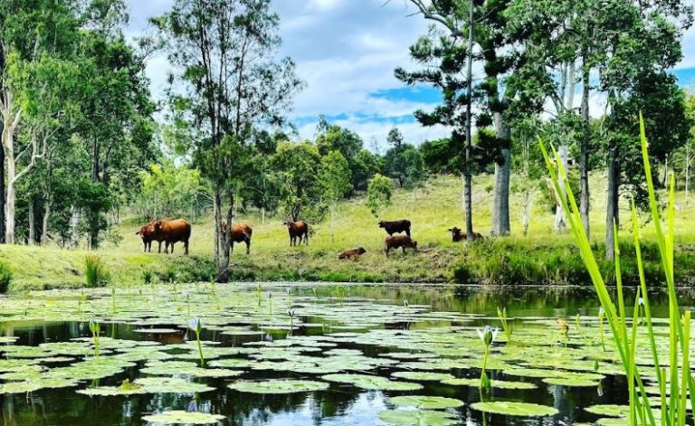 whispers farm stay surroundings qld