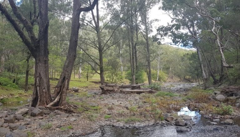 Goomburra Valley Campground dog friendly south east qld