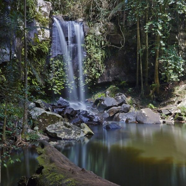 Tamborine Mountain Dog Camping South East Queensland