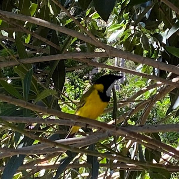 Golden Whistler at Murphys Creek Escape Campgrounds