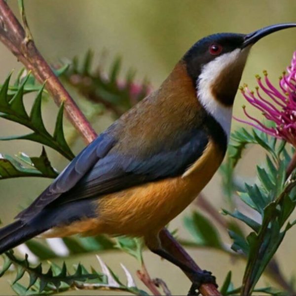 birdwatch-the-eastern-spinebill-honeyeater-murphys-creek-escape