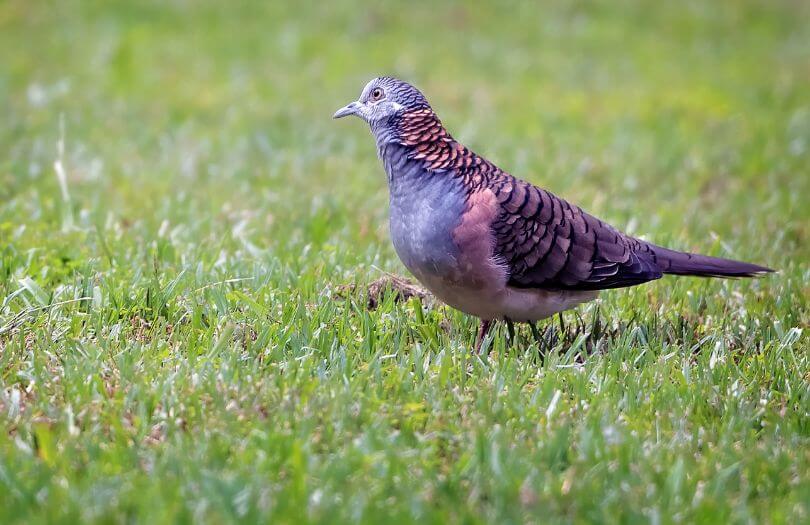 Bird-Watching-The-Bar-Shouldered-Dove-Murphys Creek Escape