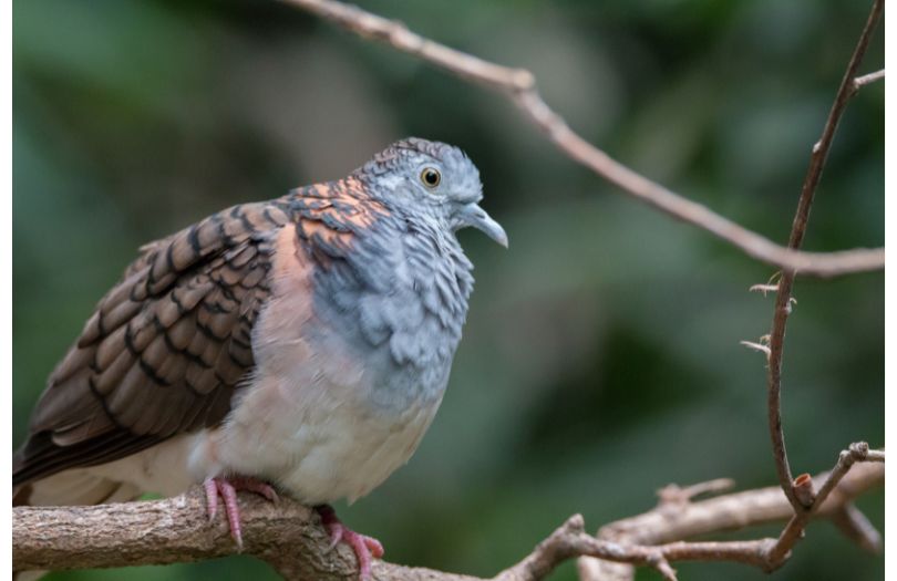 Breeding-Nesting-The-Bar-Shouldered-Dove-Murphys Creek Escape