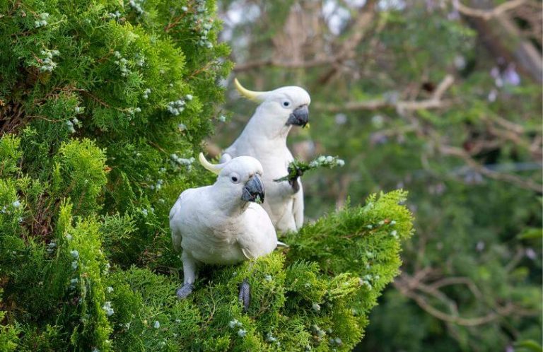 breeding-Sulphur-Crested-Cockatoo- Murphys-Creek Escape